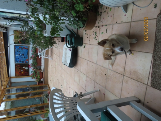 file:///C:/Users/User/Documents/Meine%20Websites/HUNDESERVICE%20NEU/lilli1952.JPG